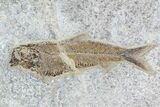 Fossil Fish (Diplomystus) With Large Knightia - Wyoming #163516-2